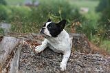 BOULEDOGUE FRANCAIS 1301